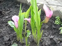 Calla 1.webp