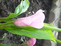 Calla 2.webp