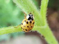 asiatischer Marienkäfer 001.webp