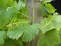 IMG_1979 Weindolde.webp