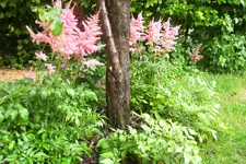 Astilben.webp