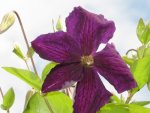 clematis - jiuni 2008-1.jpg