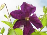 clematis - jiuni 2008-1.webp