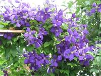 IMG_0588-clem-2.webp