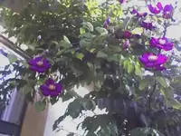 Clematis3.webp