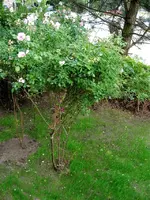 IMG_6123.webp