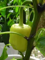 Paprika.webp Paprika.webp