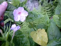 SIMG0060.webp