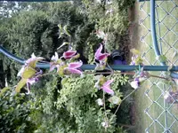 SIMG0052.webp