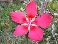 PICT0162.webp