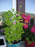 DSCN0363.webp