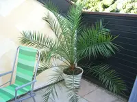 Palme.webp