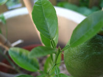 resized_01010215.webp