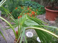 Palmenfächer2.webp