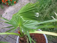 Palmenfächer1.webp