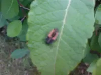 käfer1.webp