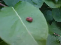 Käfer.webp
