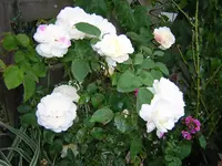 DSCN0278.webp