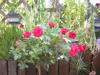 DSCN0289.webp