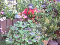 DSCN0290.webp