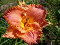 k2-SC Sonata 30.6.08 019.webp