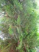 new_20080701_99.webp