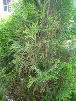 new_20080701_99_2.webp