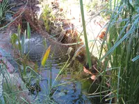 IMG_0077 teich v oben Netz.webp