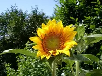 Garten am 2.7. 0032.webp