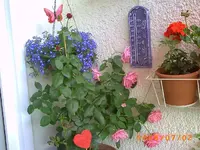 PICT0006.webp