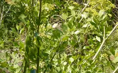 maggi3.webp