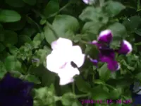 Petunien.webp