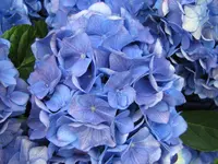 IMG_0008_Horte.webp