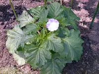 jpg3.webp