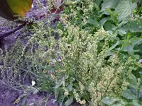 jpg2.webp