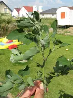 IMG_1333_Bildgröße ändern.webp