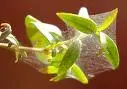 images.webp