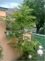 Obraz005.webp