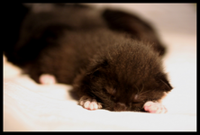 Baby Paul 2.webp