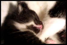 Baby Marie 2.webp