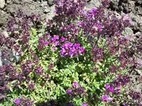 100_0116_800x600.webp