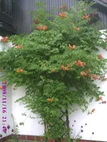 Klettertrompete-rot.webp