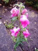 DSCF2041.webp