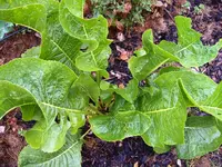 DSCF2042.webp