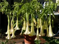 PICT0009 (Kopie) (2).webp