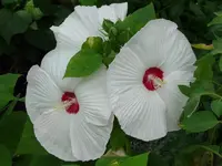 P1010687.webp