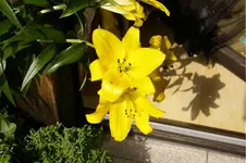 Liliegelb.webp