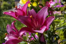 Liliepink.webp