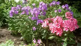 ua. Blue Paradise...webp
