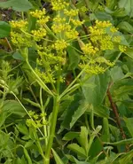 Heracleum_maximum.webp